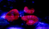  Fish Store | Fish Tanks | Freshwater & Saltwater Fish 5708 Commerce Blvd 