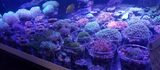  Fish Store | Fish Tanks | Freshwater & Saltwater Fish 5708 Commerce Blvd 