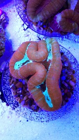  Fish Store | Fish Tanks | Freshwater & Saltwater Fish 5708 Commerce Blvd 