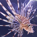  Fish Store | Fish Tanks | Freshwater & Saltwater Fish 5708 Commerce Blvd 