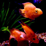  Fish Store | Fish Tanks | Freshwater & Saltwater Fish 5708 Commerce Blvd 