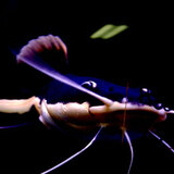  Fish Store | Fish Tanks | Freshwater & Saltwater Fish 5708 Commerce Blvd 