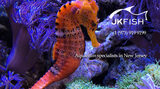  JKFish 1152 State Highway 10, Unit 5 