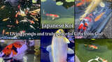  JKFish 1152 State Highway 10, Unit 5 