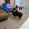 All About Grooming, Guelph