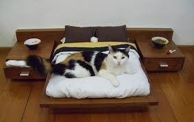  Profile Photos of Petz Now - Online Pet Store 10500 fountain lake drive unit 325 - Photo 5 of 10