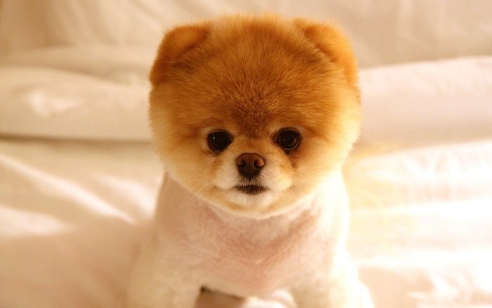  Profile Photos of Petz Now - Online Pet Store 10500 fountain lake drive unit 325 - Photo 6 of 10