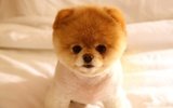  Petz Now - Online Pet Store 10500 fountain lake drive unit 325 