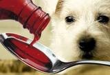 Petz Now - Online Pet Store, Stafford