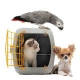 Petz Now - Online Pet Store, Stafford