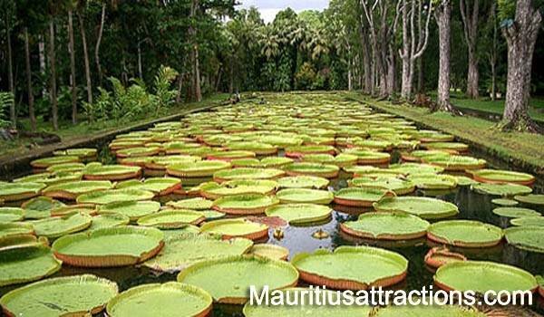  Profile Photos of Mauritius Attractions 105 Suite, Grand Bay Business Park, Royal Road - Photo 17 of 20