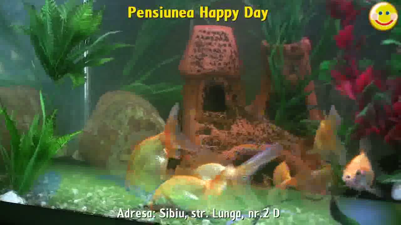 Pensiunea Happy Day Sibiu - Interior.mp4