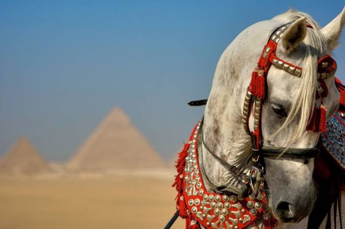  Profile Photos of GAT Tours Egypt 05 Mohamed Ibrahim Off Nawal St. - Dokki - Giza - Photo 9 of 13