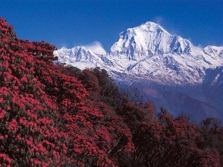  Profile Photos of Langtang Ri Trekking & Expedition Pvt Ltd Tridevi Marg - Photo 5 of 6
