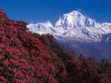 Langtang Ri Trekking & Expedition Pvt Ltd, Thamel , Kathmandu