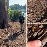 Freedom Pest Services, Waxhaw