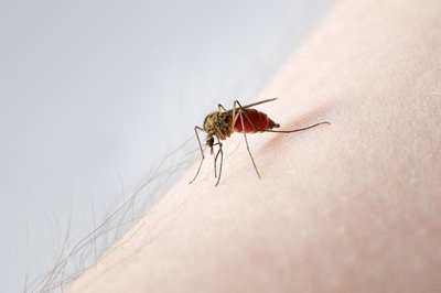 Fontana Pest Control Services<br />
 Profile Photos of Pest Specialists of Fontana 9129 Cherry Avenue Suite D - Photo 6 of 13
