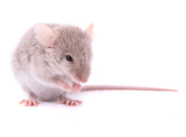 Rodents Control<br />
 Profile Photos of Pest Specialists of Fontana 9129 Cherry Avenue Suite D - Photo 11 of 13