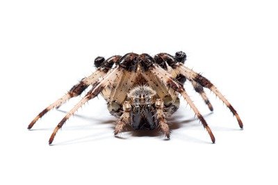 Spiders Control<br />
 Profile Photos of Pest Specialists of Fontana 9129 Cherry Avenue Suite D - Photo 10 of 13