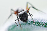 Pest Control Fontana<br />
 Pest Specialists of Fontana 9129 Cherry Avenue Suite D 