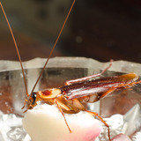 Cockroaches Control<br />
 Pest Specialists of Fontana 9129 Cherry Avenue Suite D 