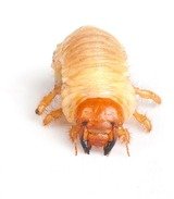 Fontana Pest Control<br />
 Pest Specialists of Fontana 9129 Cherry Avenue Suite D 