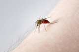 Fontana Pest Control Services<br />
 Pest Specialists of Fontana 9129 Cherry Avenue Suite D 