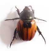 Pest Specialists
, Pest Specialists of Fontana, Fontana