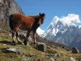 Langtang Ri Trekking & Expedition Pvt. Ltd, Thamel , Kathmandu 