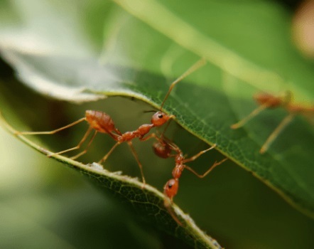  Profile Photos of Insight Pest Solutions 1148 Snow Valley Rd - Photo 3 of 3