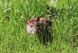  Insight Pest Solutions 1148 Snow Valley Rd 