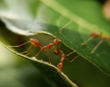  Insight Pest Solutions 1148 Snow Valley Rd 