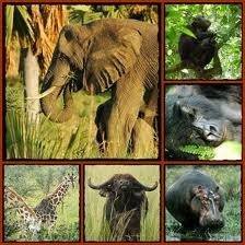  Profile Photos of African Motion Adventures p.o.box 40397 Kampala, Uganda - Photo 7 of 13