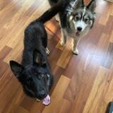 Animal People Pet Sitting & Dog Walking, Charlotte