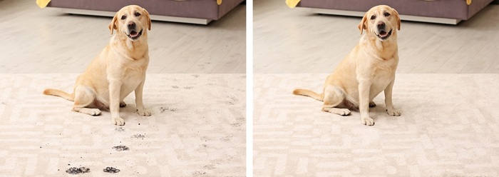  Profile Photos of Carpet Cleaning of Clarkeville 25 Jefferson St - Photo 6 of 7