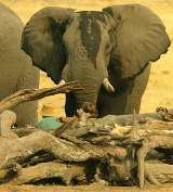 Safari Consultants Ltd, Great Cornard