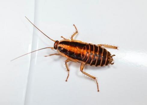  Profile Photos of Insight Pest Solutions - MontrÃ©al, QC 325 St Augustin St - Photo 2 of 4