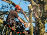 JChavez Tree Service Of Arlington, Arlington