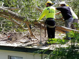 JChavez Tree Service Of Arlington, Arlington