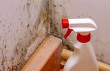 Mold Removal Memphis Solutions, Memphis