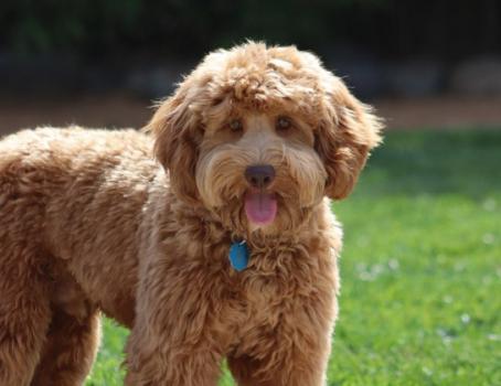  New Album of Valencia Poodles 1620 Wayland Ave - Photo 2 of 4