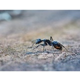 Insight Pest Solutions, Richmond