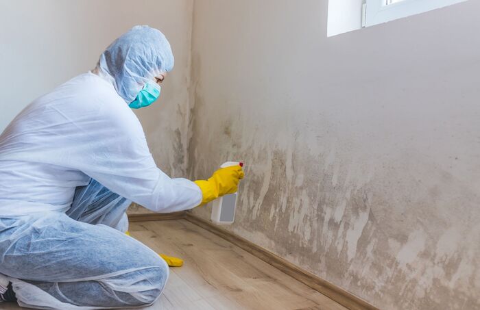  Profile Photos of Tree Town Mold Experts Serving Around - Photo 1 of 1