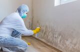 Tree Town Mold Experts, Ann Arbor