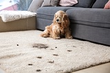  Carpet Cleaning of Knoxville 2332 News Sentinal Dr 