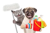 Carpet Cleaning of Knoxville, Knoxville