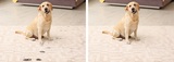 Carpet Cleaning of Knoxville, Knoxville