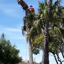  Profile Photos of Orange County Tree Services Serving Area - Photo 3 of 4