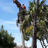 Orange County Tree Services, Santa Ana