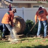 Orange County Tree Services, Santa Ana